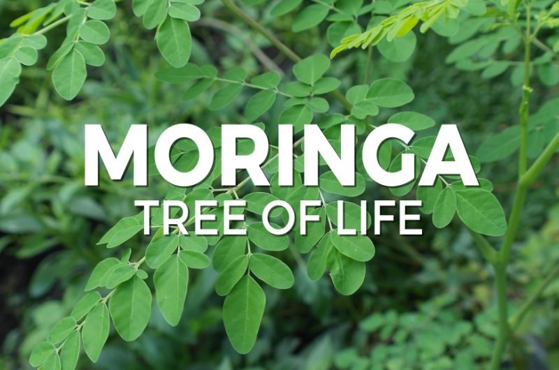 Moringa tree of life