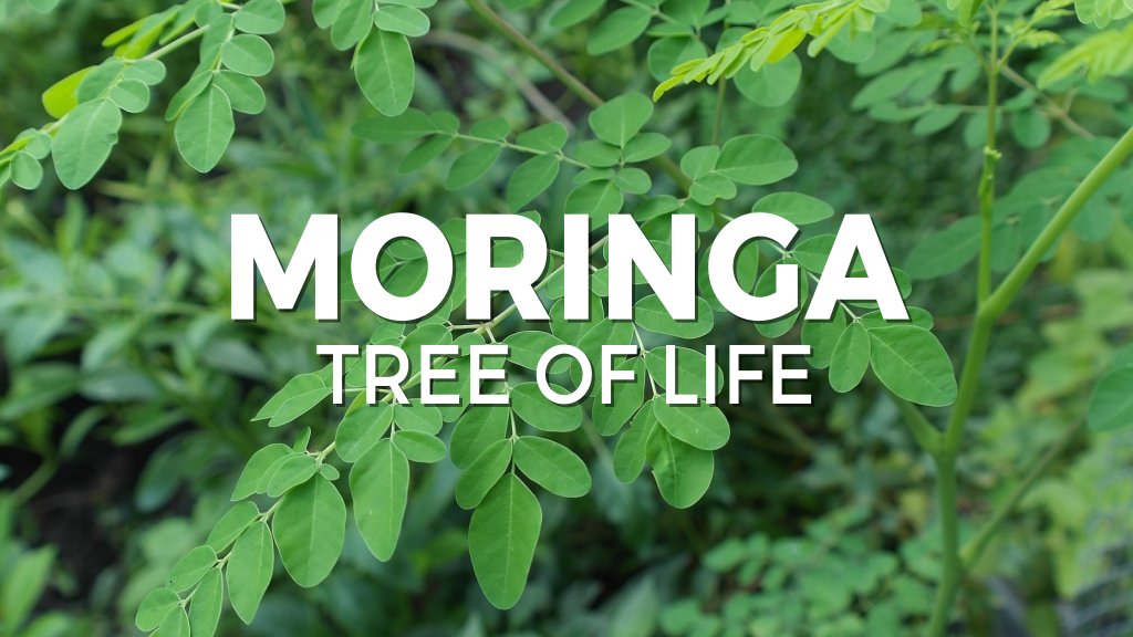 Moringa Seeds For Planting