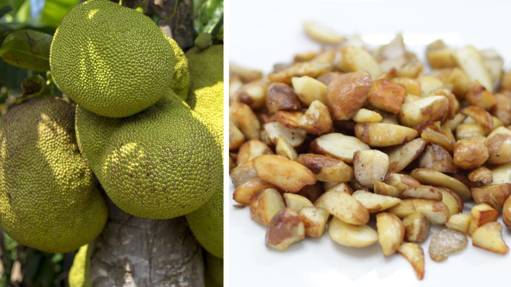 Jackfruit seeds shop