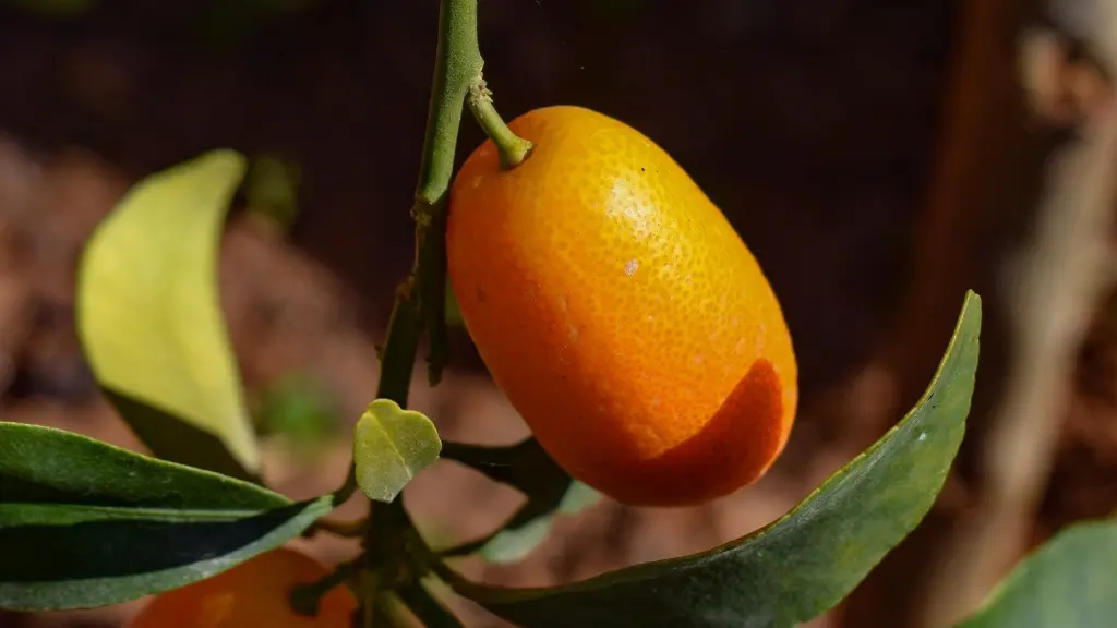 How to Eat Kumquats | Taste Test | In The Kitchen With Matt