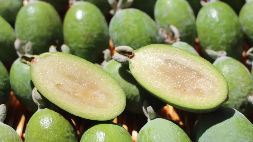 Mexican Guava How to Eat it and Taste Test In The Kitchen With Matt