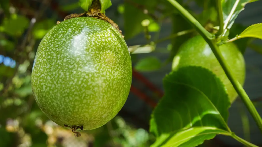 Passion Fruit How To Eat It And What it Tastes Like