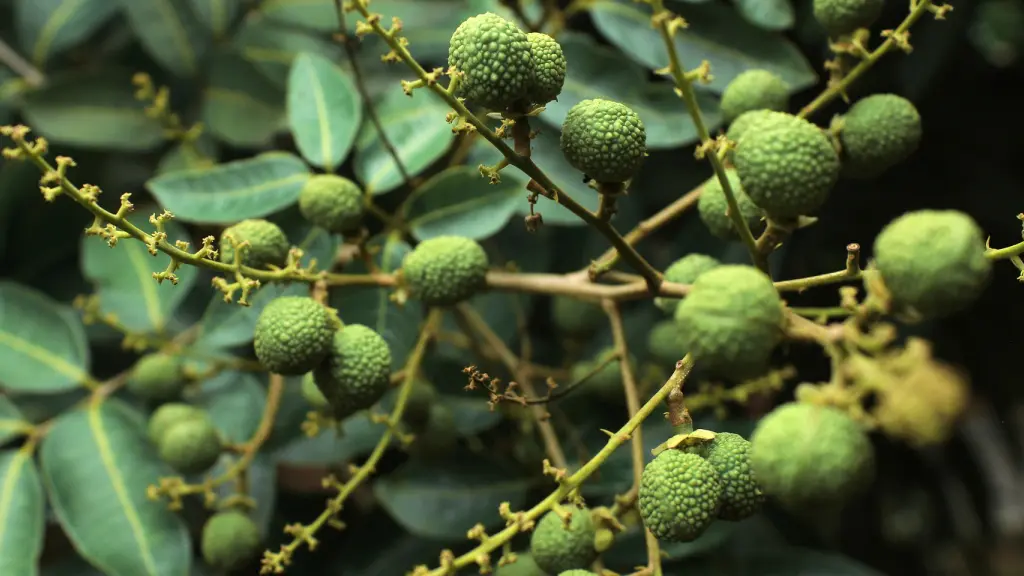 Several green longan fruit growing on a branch.