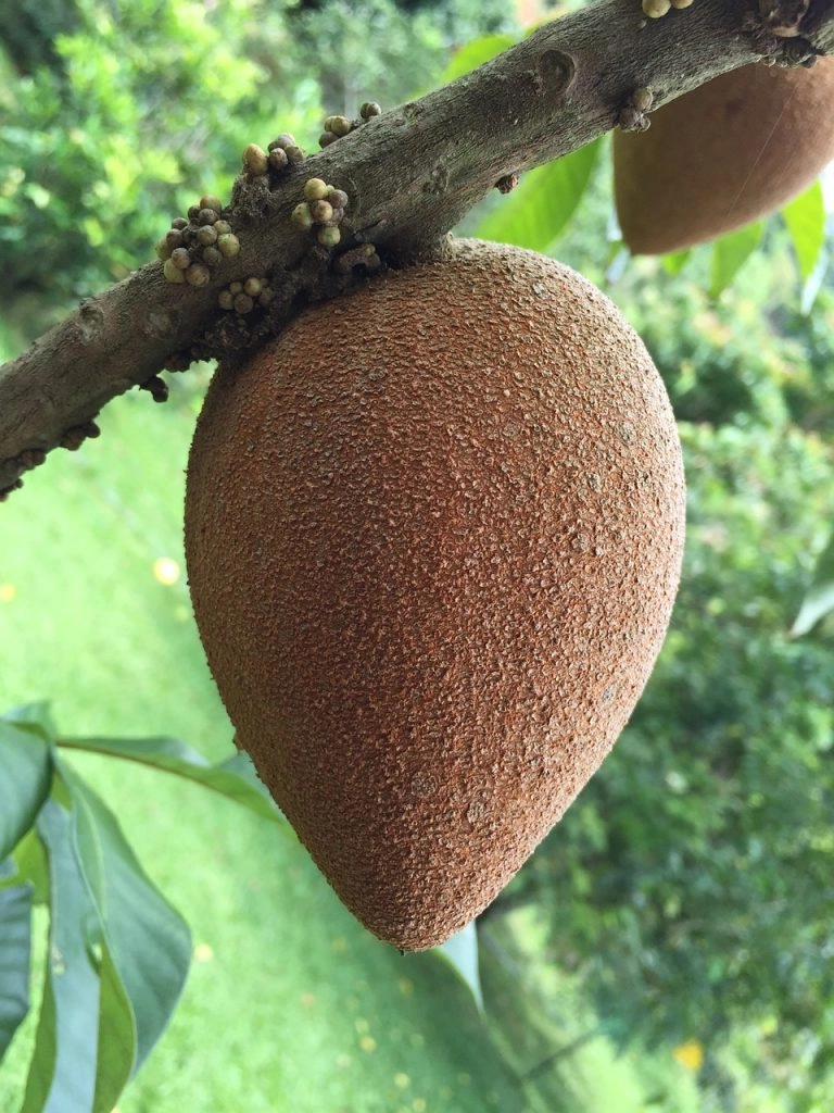 Mamey sapote growing on a tree.