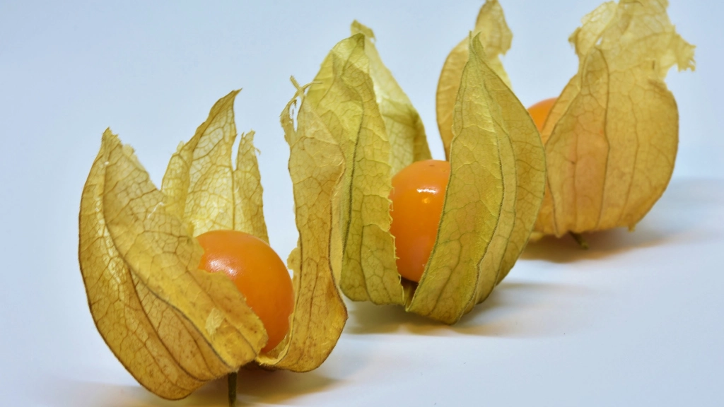 Three goldenberries on a white background.
