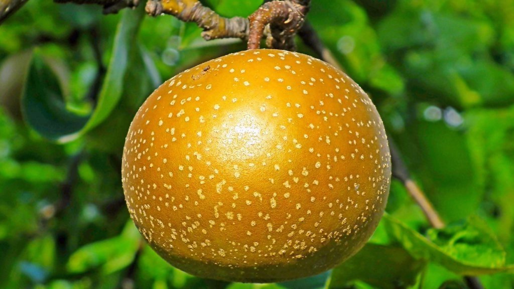 Asian pear hanging from a tree.