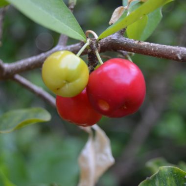 Acerola cherry tree with fruit on it.