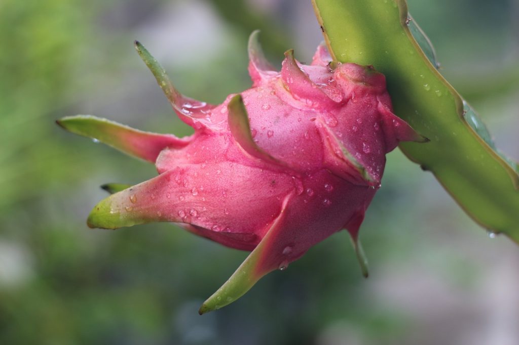 How Does Your Dragon Fruit Grow?
