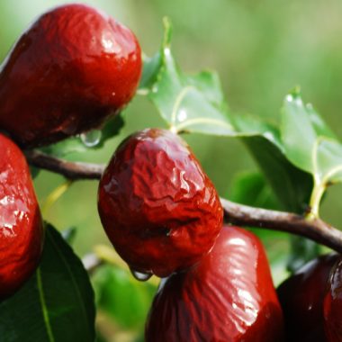 jujube fruit Chinese date tree
