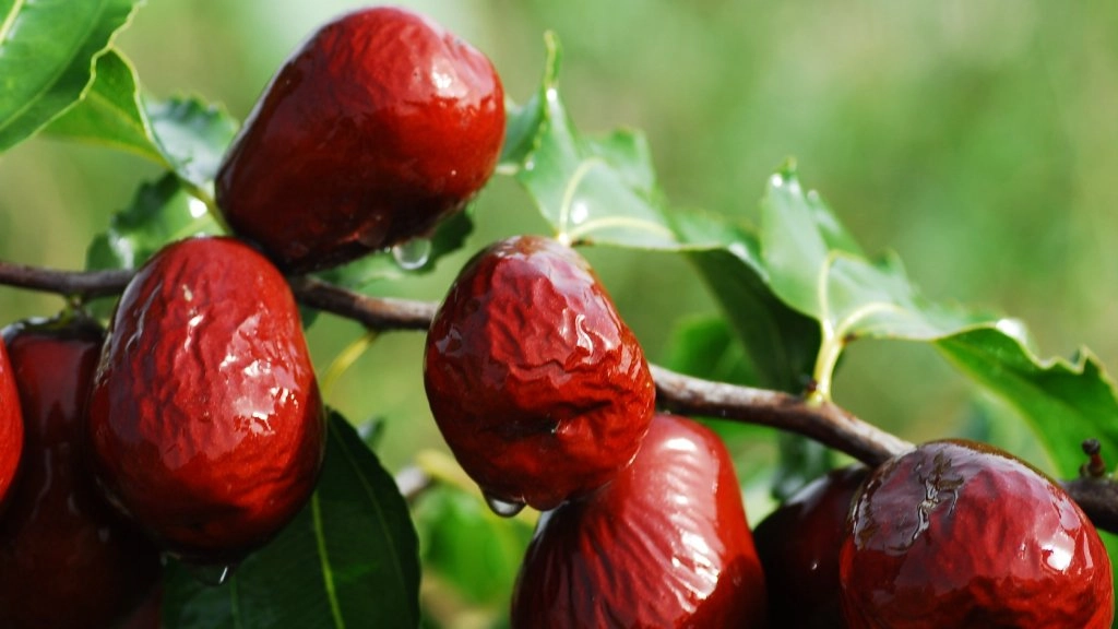  Dates Fruit