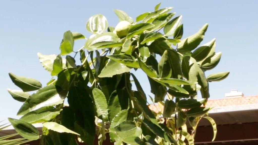 Jujube fruit growing in a pot in Arizona