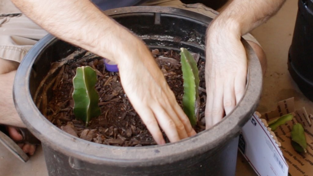 Hand planting pitaya cuttings in a pot.