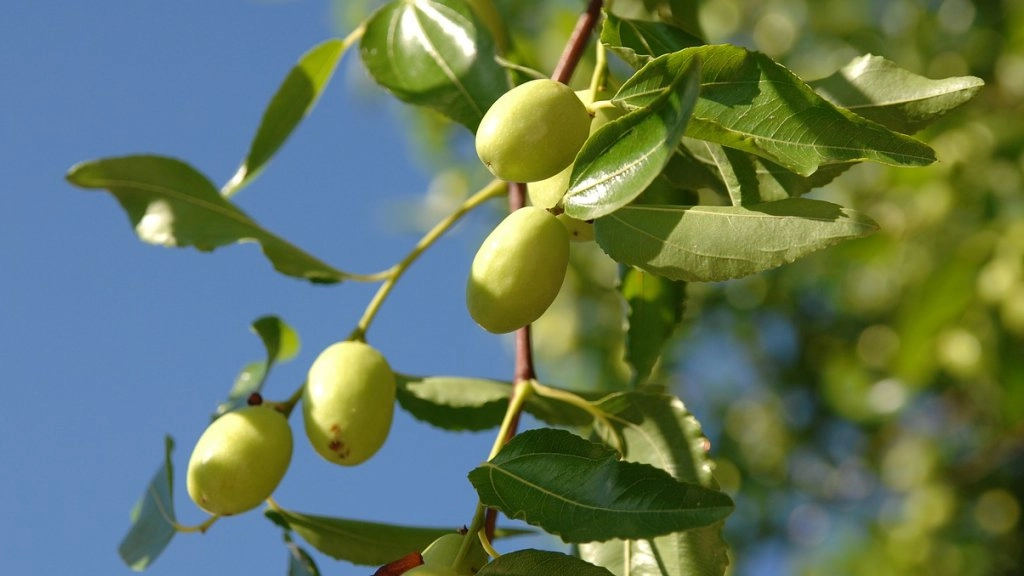 Unripe jujube hanging from a tree.