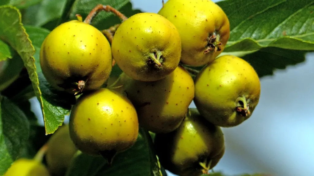 Tejocote fruit growing on a tree.