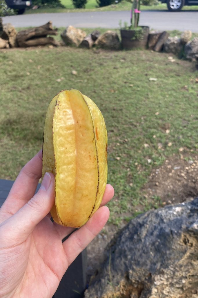 Hand holding a fresh ripe star fruit