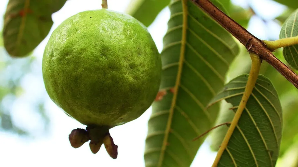 a Tropical white guava growing on a branch.
