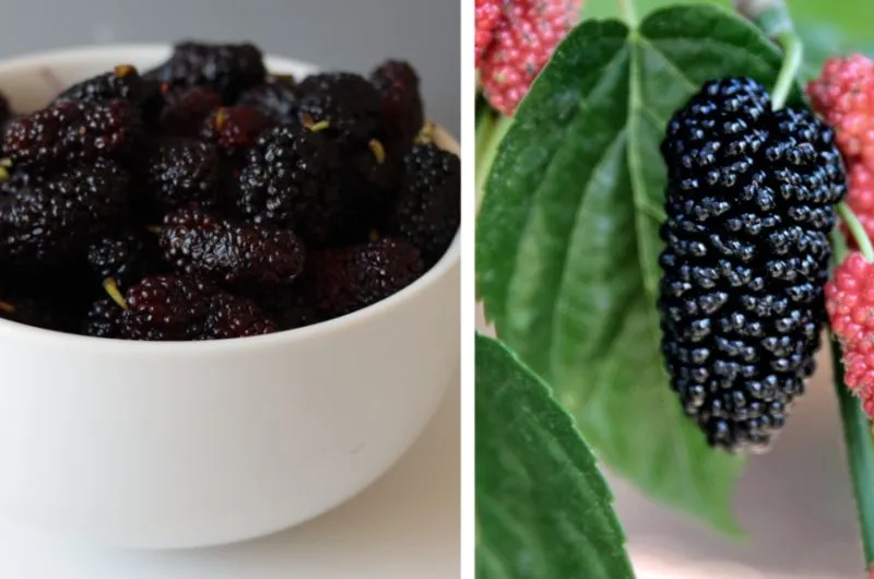 Bowl of mulberries