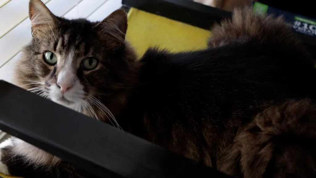 Calvin the cat sitting on the chair.