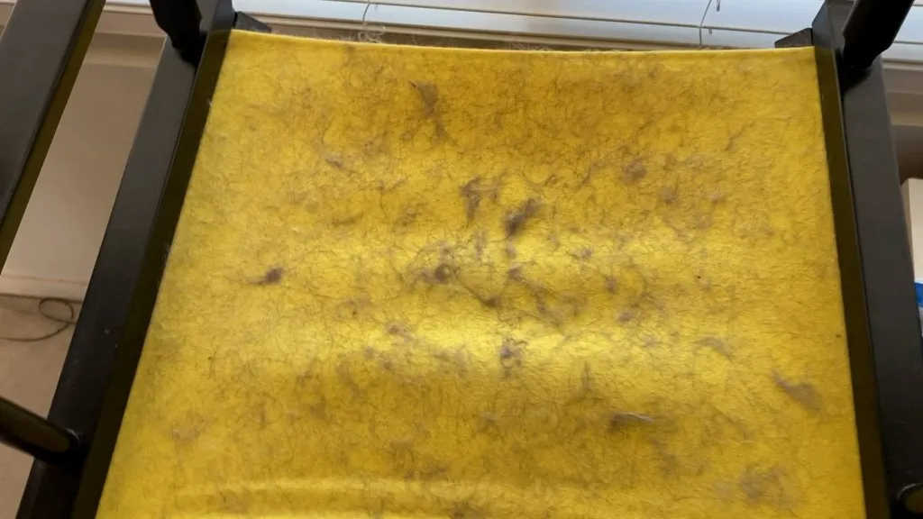 Canvas chair with lots of pet fur on it.