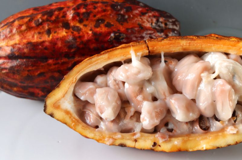 Cacao pod sliced open to reveal the cocoa beans covered in white fleshy fruit.