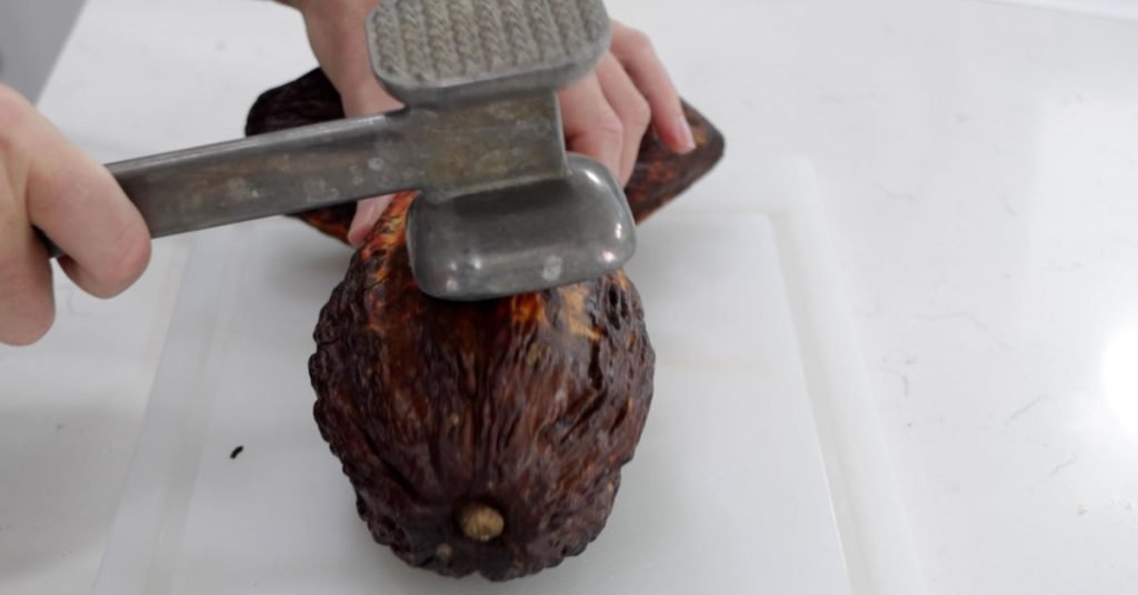Meat tenderize whacking a whole cacao pod.