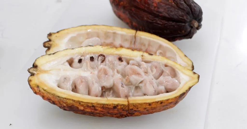 Sliced open cacao pod on a white cutting board.